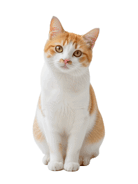 招财猫